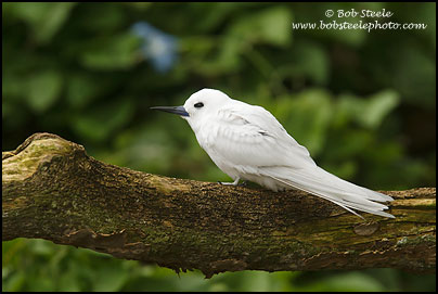 White Tern (Gygis alba)