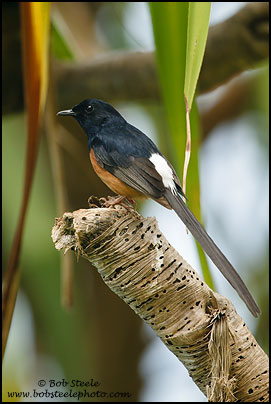 White-rumped Shama (Copsychus malabaricus)