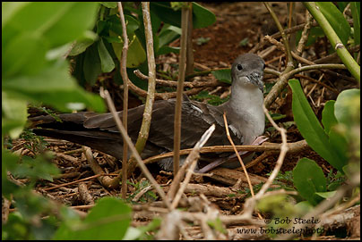 Wedge-tailed Shearwater (Puffinus pacificus)