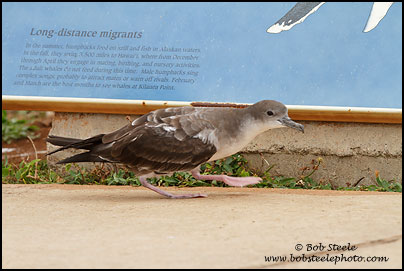 Wedge-tailed Shearwater (Puffinus pacificus)