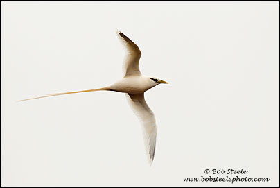 White-tailed Tropicbird (Phaethon lepturus)