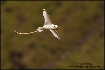 White-tailed Tropicbird (Phaethon lepturus)