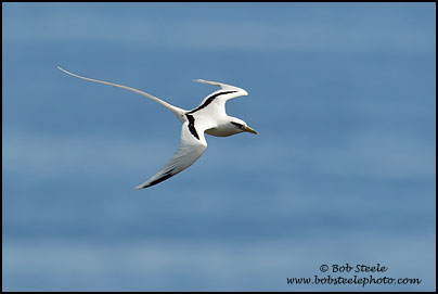 White-tailed Tropicbird (Phaethon lepturus)