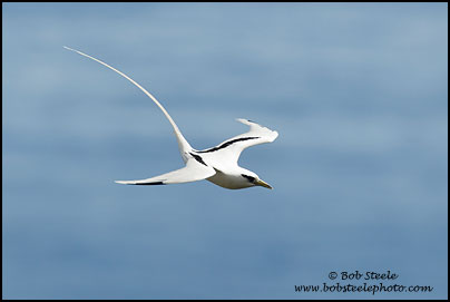 White-tailed Tropicbird (Phaethon lepturus)