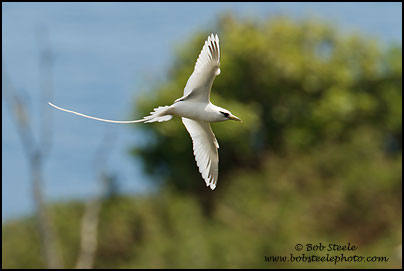 White-tailed Tropicbird (Phaethon lepturus)
