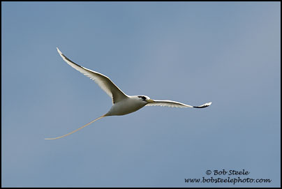 White-tailed Tropicbird (Phaethon lepturus)