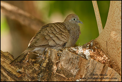 Zebra Dove (Geopelia striata)