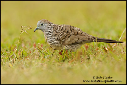 Zebra Dove (Geopelia striata)