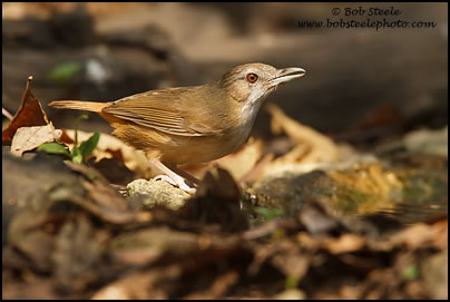 Abbott's Babbler (Malacocincla abbotti)