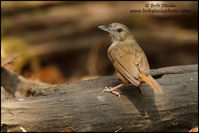 Abbott's Babbler (Malacocincla abbotti)