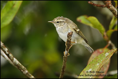 Yellow-browed Warbler (Phylloscopus inornatus)