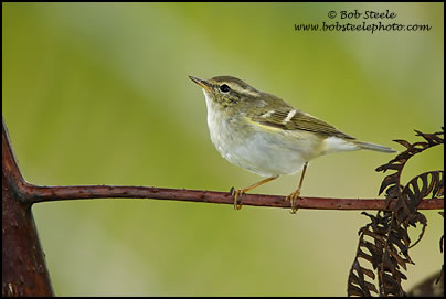 Yellow-browed Warbler (Phylloscopus inornatus)