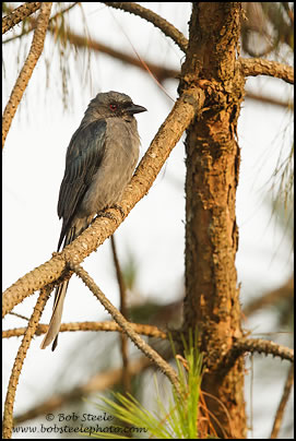 Ashy Drongo (Dicrurus leucophaeus)