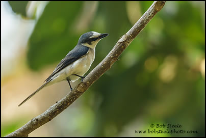 Ashy Minivet (Pericrocotus divaricatus)
