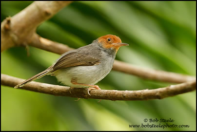 Ashy Tailorbird (Orthotomus ruficeps)