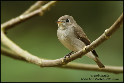 Asian Brown Flycatcher (Muscicapa dauurica)