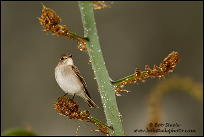 Asian Brown Flycatcher (Muscicapa dauurica)