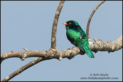 Asian Emerald Cuckoo (Chrysococcyx maculatus)