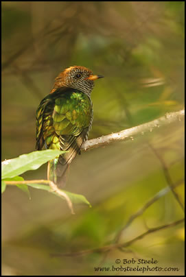 Asian Emerald Cuckoo (Chrysococcyx maculatus)