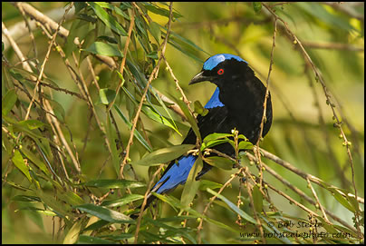 Asian Fairy-bluebird (Irena puella)