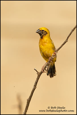 Asian Golden-Weaver (Ploceus hypoxanthus)