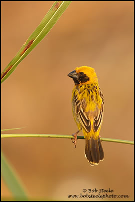 Asian Golden-Weaver (Ploceus hypoxanthus)