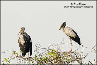 Asian Openbill (Anastomus oscitans)