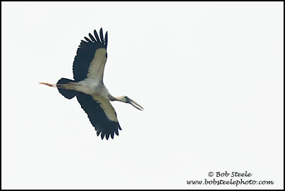 Asian Openbill (Anastomus oscitans)