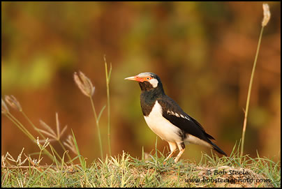 Asian Pied Starling (Sturnus contra)