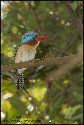 Banded Kingfisher (Lacedo pulchella)