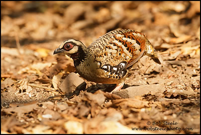 Bar-backed Hill Partridge (Arborophila brunneopectus)
