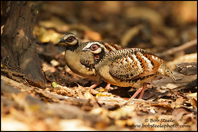 Bar-backed Hill Partridge (Arborophila brunneopectus)