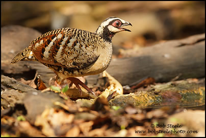 Bar-backed Hill Partridge (Arborophila brunneopectus)