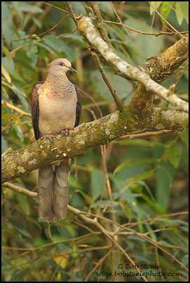 Barred Cuckoo-Dove (Macropygia unchall)