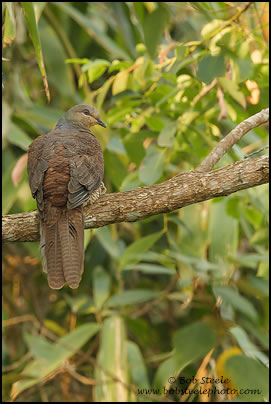 Barred Cuckoo-Dove (Macropygia unchall)