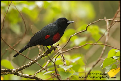 Black-and-crimson Oriole (Oriolus cruentus)