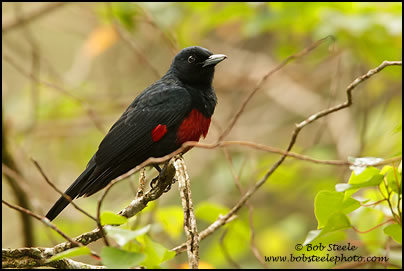 Black-and-crimson Oriole (Oriolus cruentus)