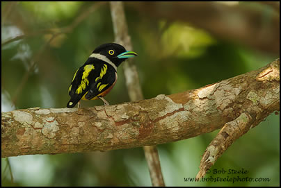 Black-and-yellow Broadbill (Eurylaimus ochromalus)