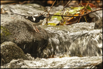 Black-backed Forktail (Enicurus immaculatus)