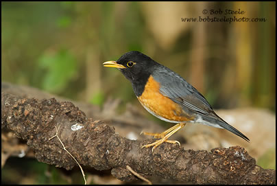 Black-breasted Thrush (Turdus dissimilis)