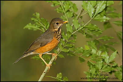 Black-breasted Thrush (Turdus dissimilis)