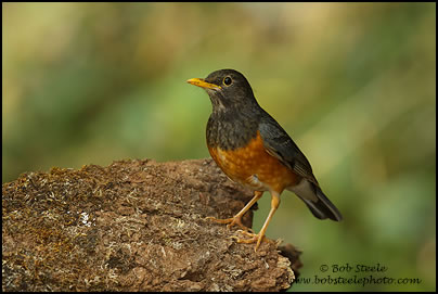 Black-breasted Thrush (Turdus dissimilis)