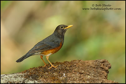 Black-breasted Thrush (Turdus dissimilis)