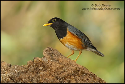 Black-breasted Thrush (Turdus dissimilis)