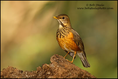 Black-breasted Thrush (Turdus dissimilis)