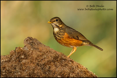Black-breasted Thrush (Turdus dissimilis)