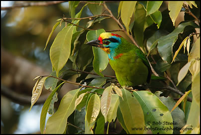 Black-browed Barbet (Megalaima oorti)