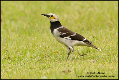 Black-collared Starling (Sturnus nigricollis)