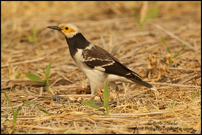 Black-collared Starling (Sturnus nigricollis)