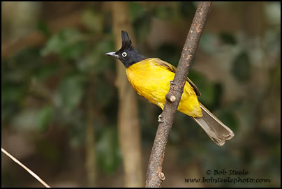 Black-crested Bulbul (Pycnonotus melanicterus)